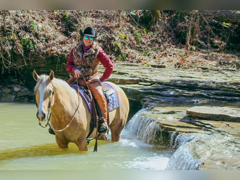 American Quarter Horse Wallach 9 Jahre 163 cm Palomino in Robards, KY