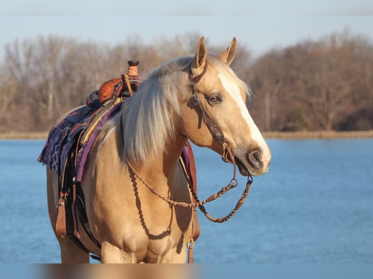 American Quarter Horse Wallach 9 Jahre 163 cm Palomino in Robards, KY
