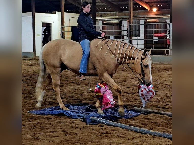 American Quarter Horse Wallach 9 Jahre 163 cm Palomino in Robards, KY