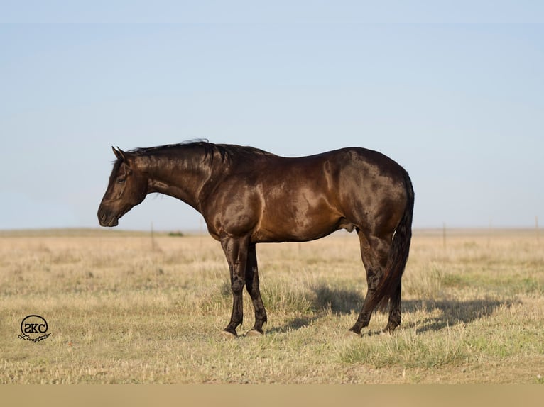 American Quarter Horse Wallach 9 Jahre 163 cm Rappe in Canyon