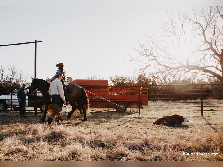 American Quarter Horse Wallach 9 Jahre 163 cm Roan-Blue in Weatherford TX