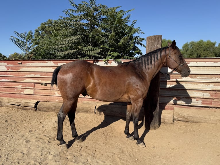 American Quarter Horse Wallach 9 Jahre 163 cm Rotbrauner in Norco