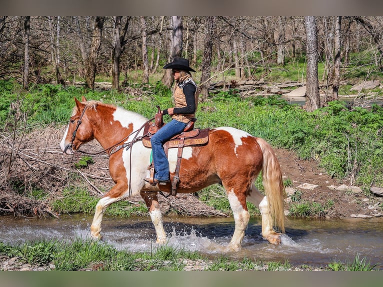 American Quarter Horse Wallach 9 Jahre 165 cm Dunkelfuchs in Flemingsburg, ky