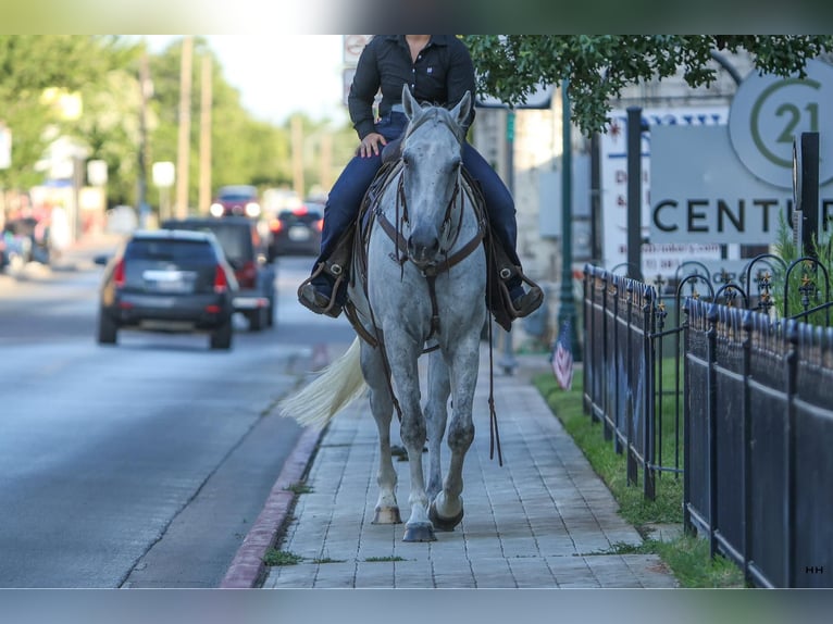 American Quarter Horse Wallach 9 Jahre 168 cm Schimmel in Granbury TX