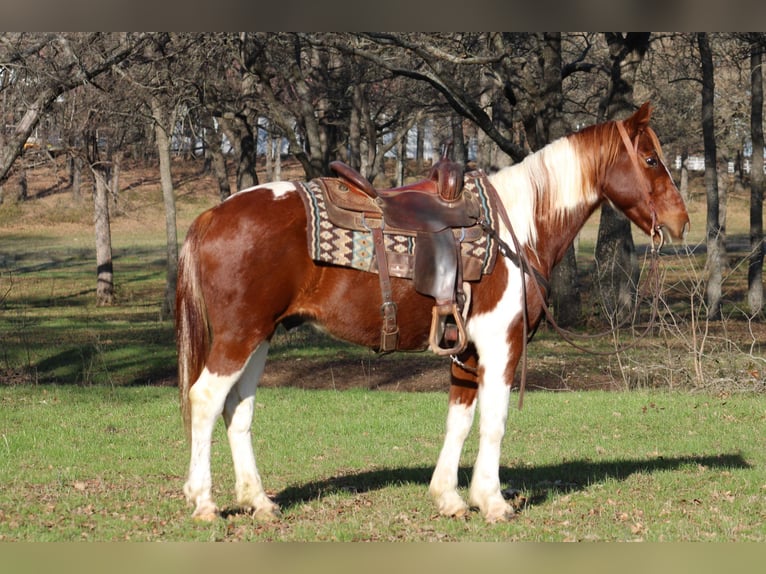 American Quarter Horse Wallach 9 Jahre 168 cm Tobiano-alle-Farben in Joshua TX