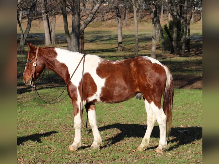 American Quarter Horse Wallach 9 Jahre 168 cm Tobiano-alle-Farben in Joshua TX