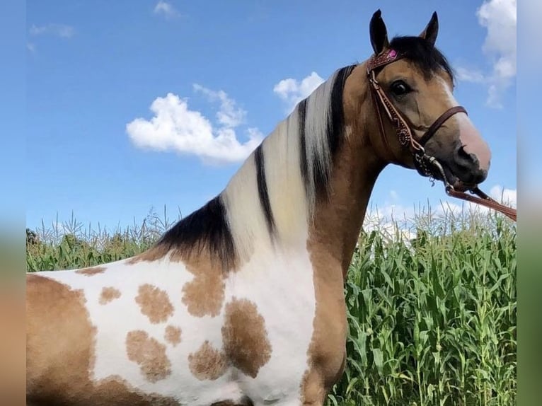 American Quarter Horse Wallach 9 Jahre 60 cm Brauner in Los Angeles