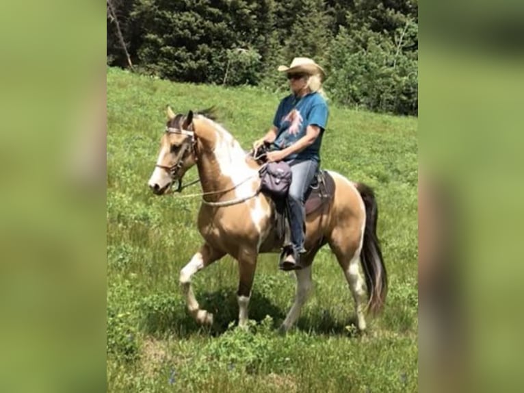 American Quarter Horse Wallach 9 Jahre 60 cm Brauner in Los Angeles