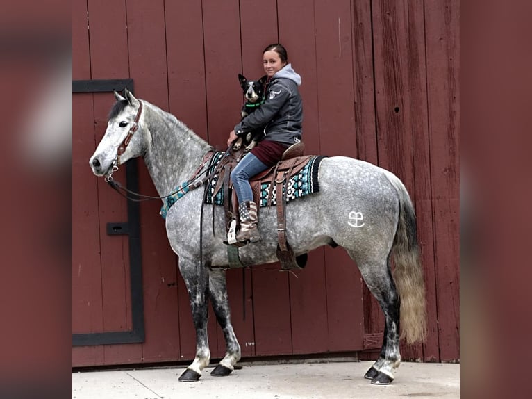 American Quarter Horse Wallach 9 Jahre Apfelschimmel in Dundee, OH