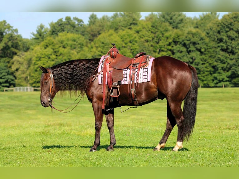 American Quarter Horse Wallach 9 Jahre Brauner in Clarion
