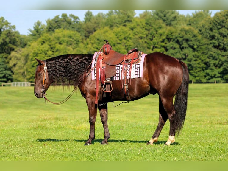 American Quarter Horse Wallach 9 Jahre Brauner in Clarion
