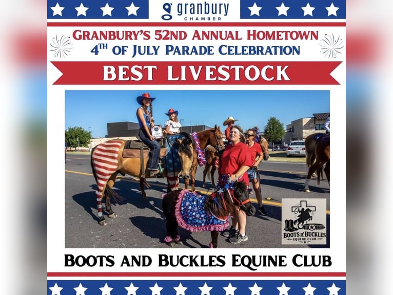 American Quarter Horse Wallach 9 Jahre Buckskin in Weatherford
