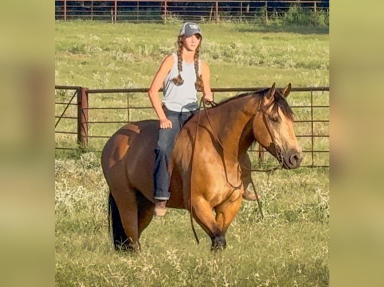 American Quarter Horse Wallach 9 Jahre Buckskin in Weatherford