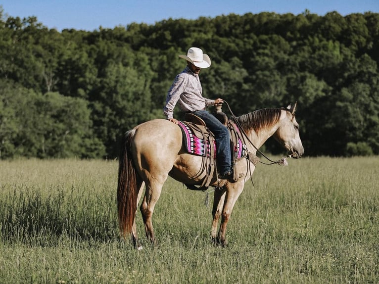 American Quarter Horse Wallach 9 Jahre Buckskin in Lyles, TN