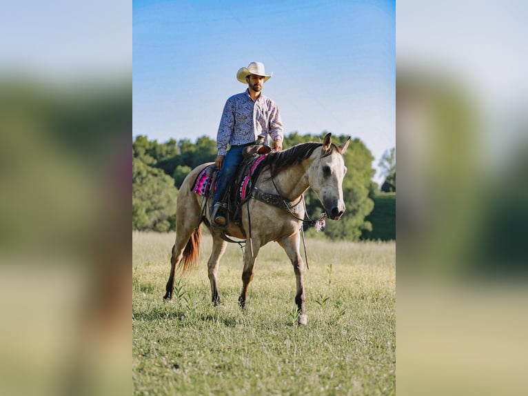 American Quarter Horse Wallach 9 Jahre Buckskin in Lyles, TN
