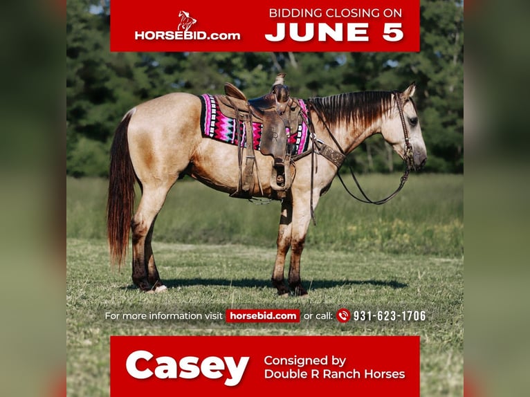 American Quarter Horse Wallach 9 Jahre Buckskin in Lyles, TN