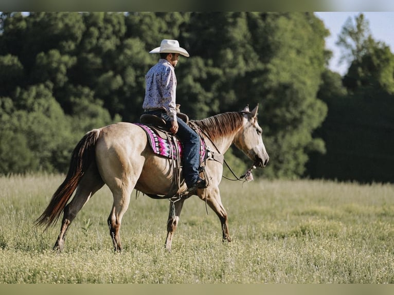 American Quarter Horse Wallach 9 Jahre Buckskin in Lyles, TN