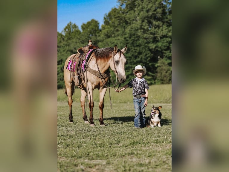 American Quarter Horse Wallach 9 Jahre Buckskin in Lyles, TN
