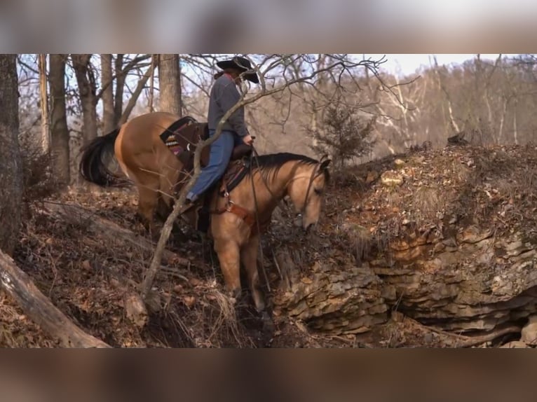 American Quarter Horse Wallach 9 Jahre Buckskin in Bogard