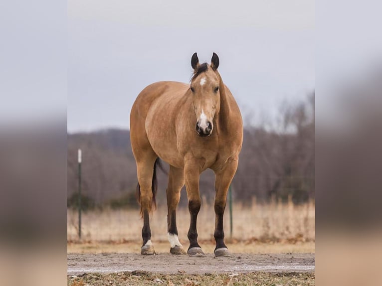 American Quarter Horse Wallach 9 Jahre Buckskin in Bogard