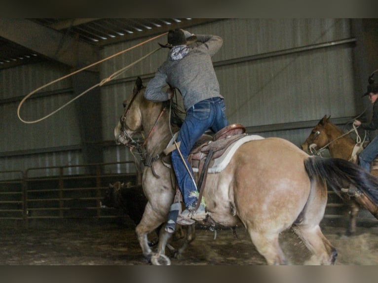 American Quarter Horse Wallach 9 Jahre Buckskin in Bogard