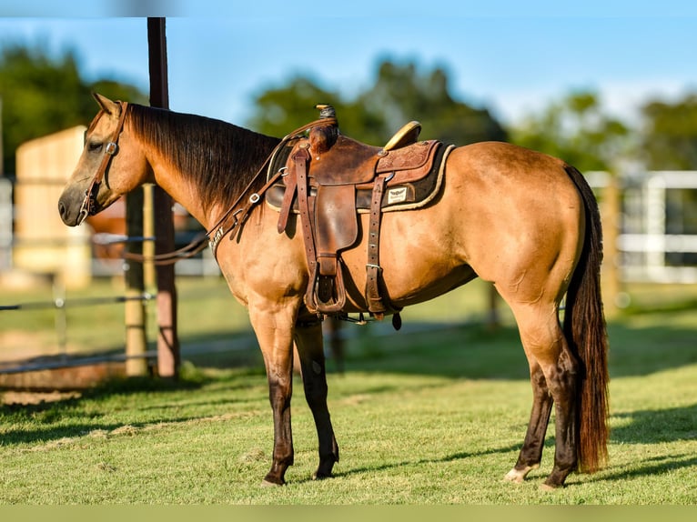 American Quarter Horse Wallach 9 Jahre Buckskin in Boswell
