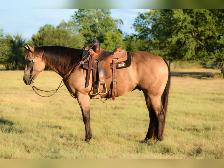 American Quarter Horse Wallach 9 Jahre Buckskin in Boswell