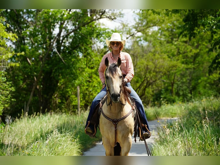 American Quarter Horse Wallach 9 Jahre Buckskin in Brandon
