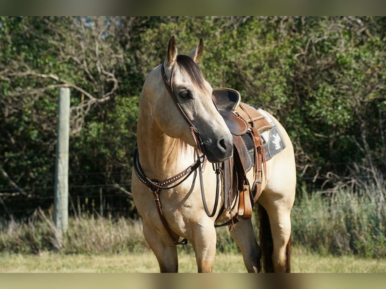 American Quarter Horse Wallach 9 Jahre Buckskin in Brandon