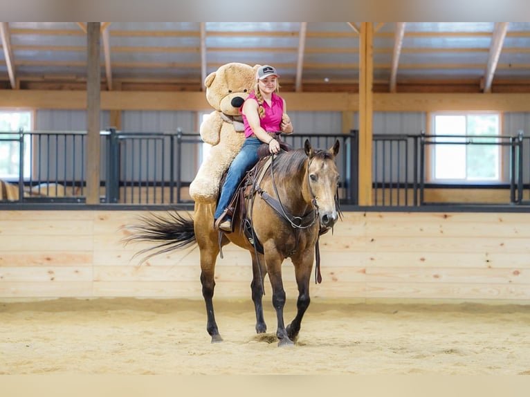 American Quarter Horse Wallach 9 Jahre Buckskin in Clarion
