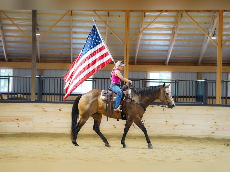 American Quarter Horse Wallach 9 Jahre Buckskin in Clarion