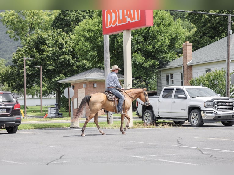American Quarter Horse Wallach 9 Jahre Buckskin in Needmore
