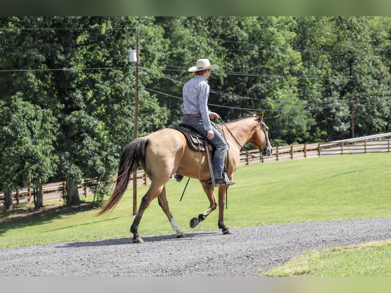 American Quarter Horse Wallach 9 Jahre Buckskin in Needmore