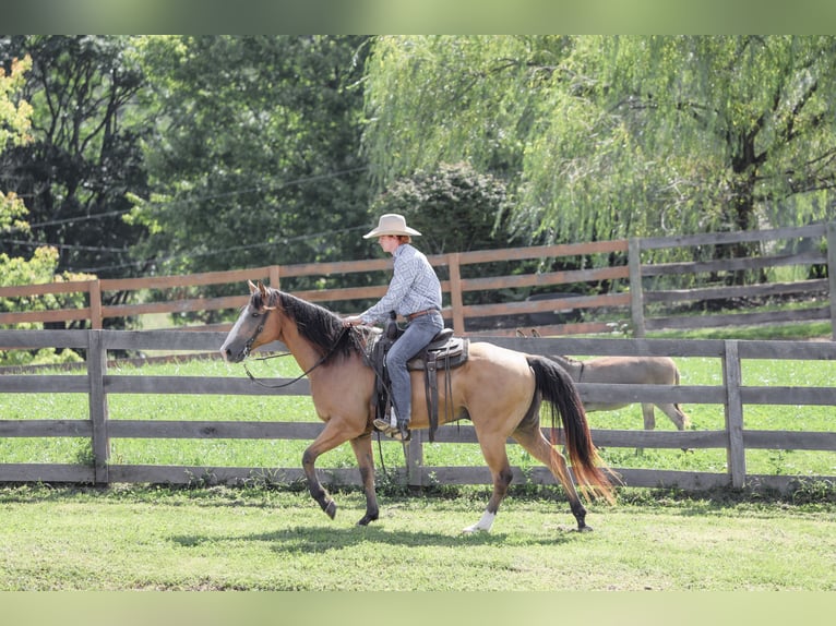 American Quarter Horse Wallach 9 Jahre Buckskin in Needmore