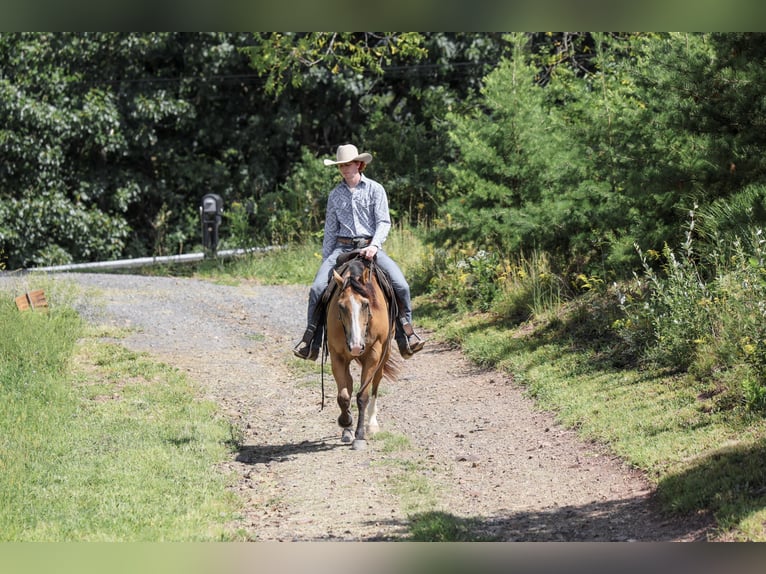 American Quarter Horse Wallach 9 Jahre Buckskin in Needmore