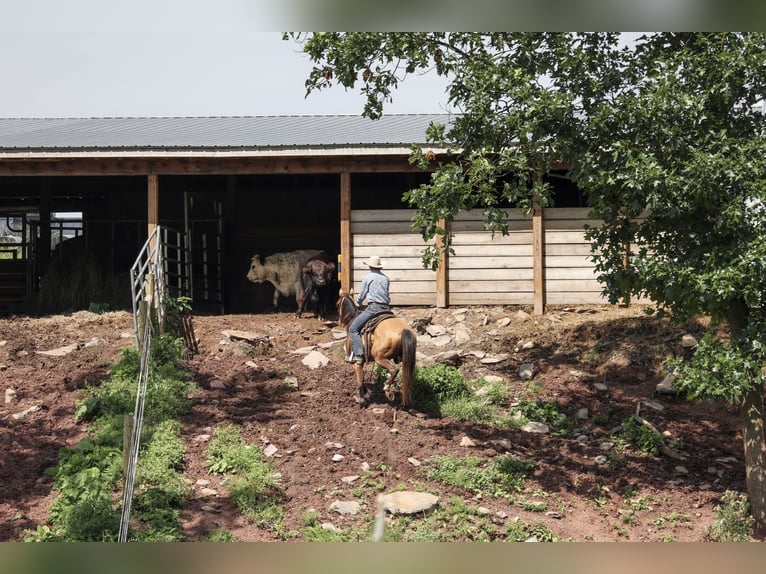 American Quarter Horse Wallach 9 Jahre Buckskin in Needmore