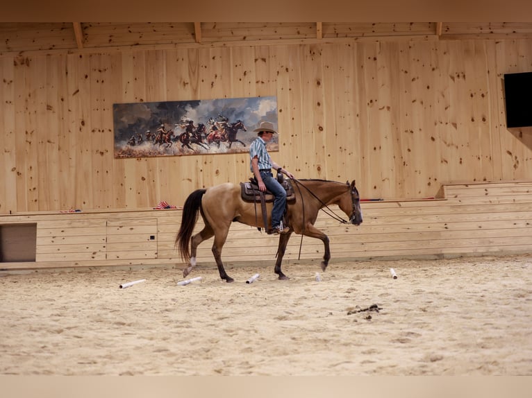 American Quarter Horse Wallach 9 Jahre Buckskin in Needmore