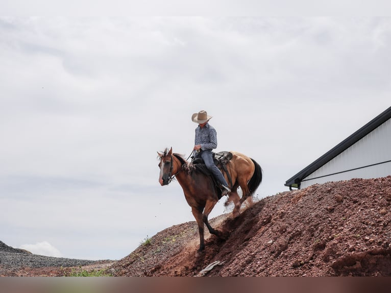 American Quarter Horse Wallach 9 Jahre Buckskin in Needmore