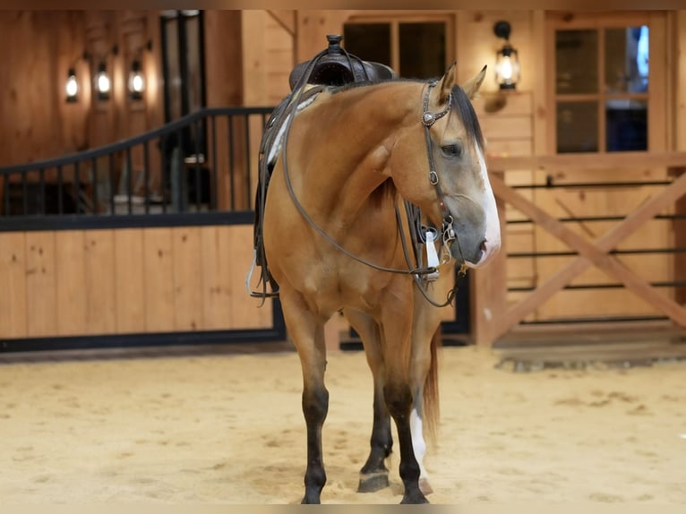 American Quarter Horse Wallach 9 Jahre Buckskin in Needmore