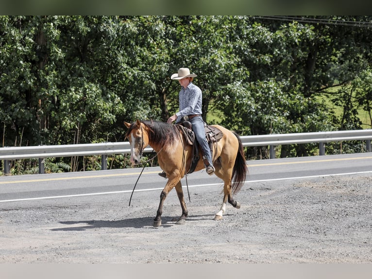American Quarter Horse Wallach 9 Jahre Buckskin in Needmore