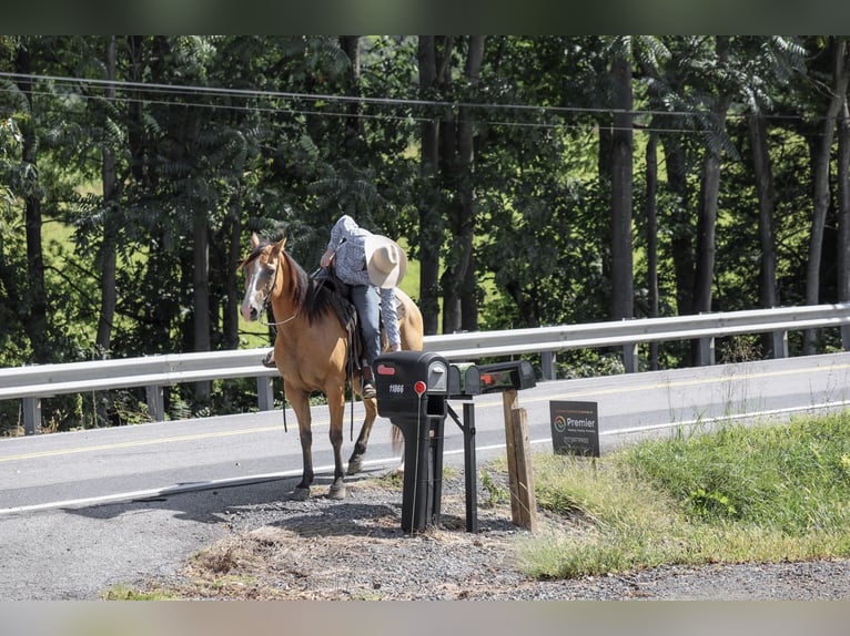 American Quarter Horse Wallach 9 Jahre Buckskin in Needmore