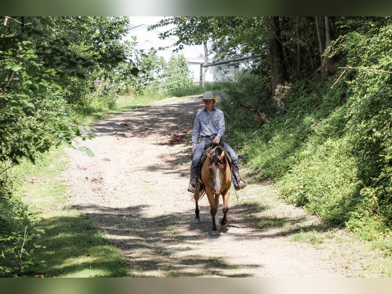 American Quarter Horse Wallach 9 Jahre Buckskin in Needmore