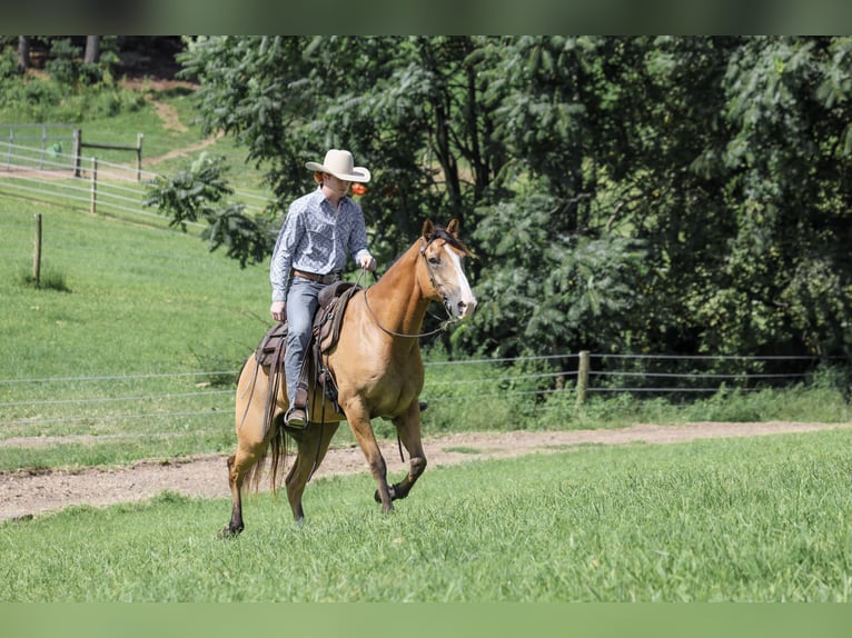 American Quarter Horse Wallach 9 Jahre Buckskin in Needmore