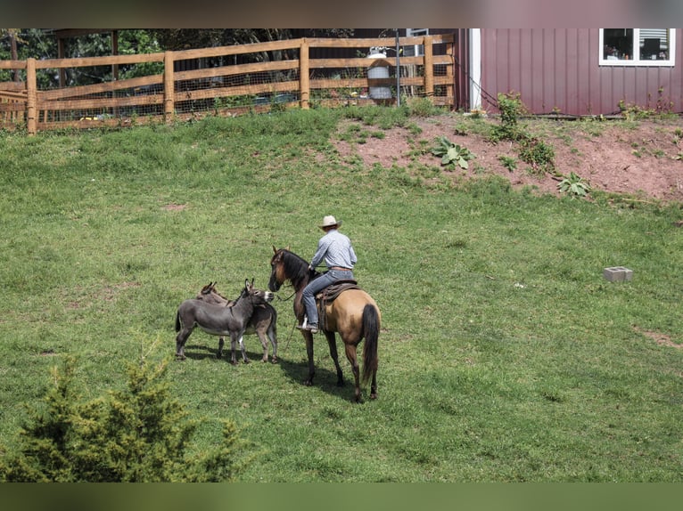 American Quarter Horse Wallach 9 Jahre Buckskin in Needmore