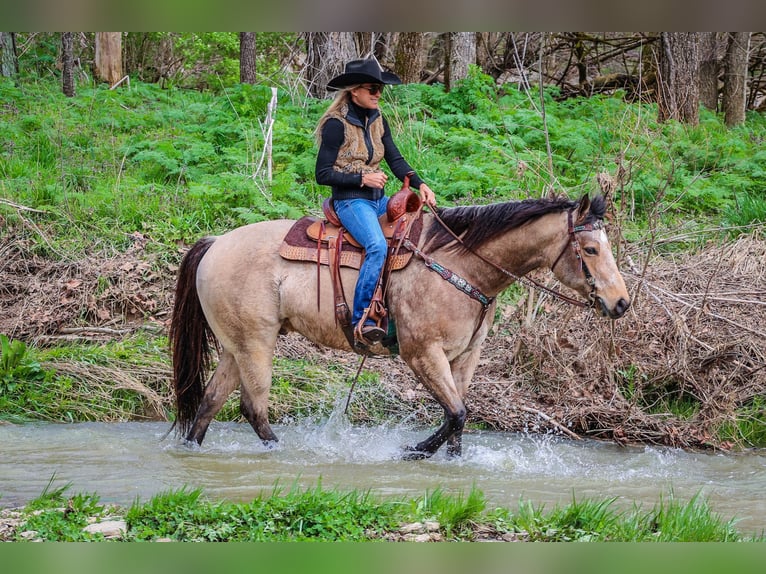 American Quarter Horse Wallach 9 Jahre Buckskin in Flemingsburg KY