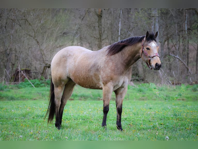 American Quarter Horse Wallach 9 Jahre Buckskin in Flemingsburg KY