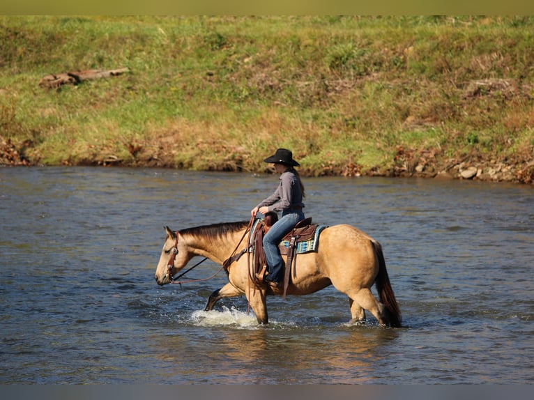 American Quarter Horse Wallach 9 Jahre Buckskin in Clarion