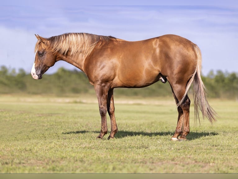 American Quarter Horse Wallach 9 Jahre Dunalino in Ponder