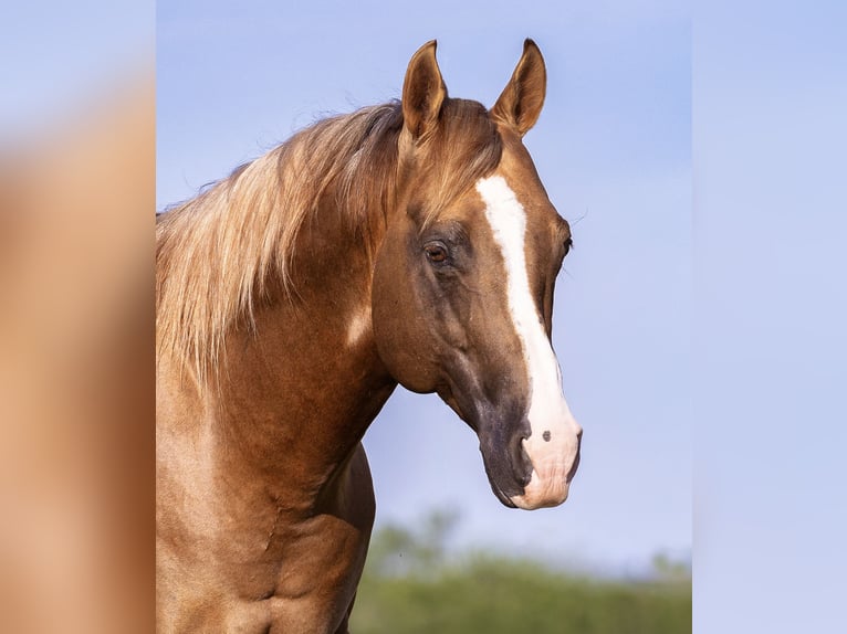American Quarter Horse Wallach 9 Jahre Dunalino in Ponder