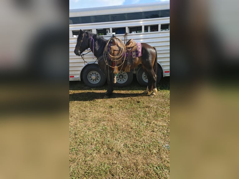 American Quarter Horse Wallach 9 Jahre Dunkelbrauner in Highland, MI